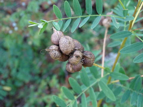 Image of Cooper's milkvetch