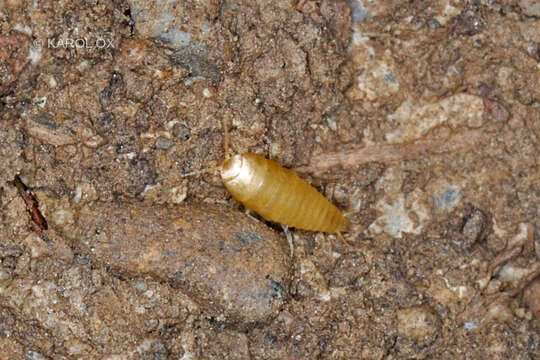 Image of subterranean silverfish