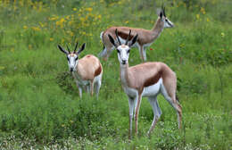 Image of Springbok