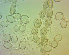 Image of Monilinia fructicola (G. Winter) Honey 1928