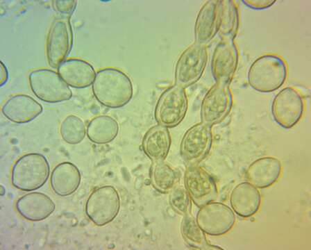 Sivun Monilinia fructicola (G. Winter) Honey 1928 kuva