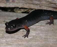 Image of Cheoah Bald Salamander