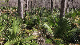 Image of dwarf palmetto