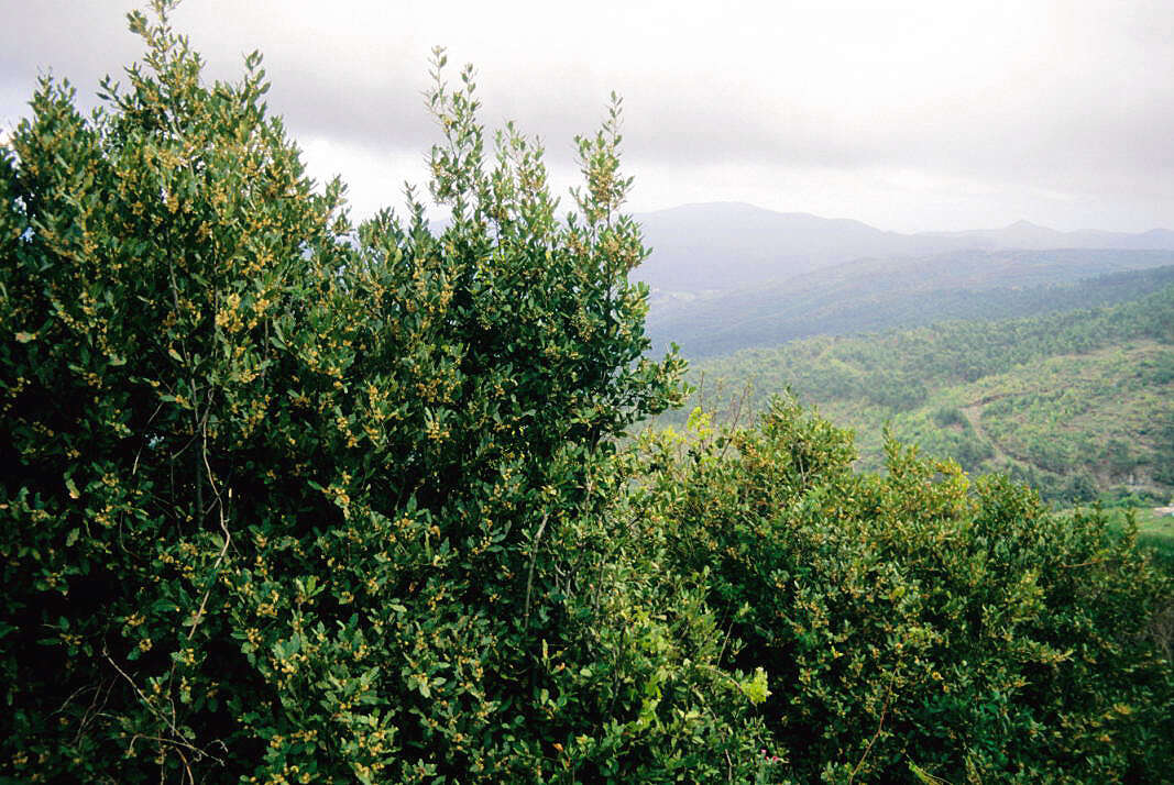 Image of Laurus Nobilis