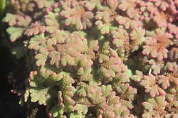 Image of Azolla rubra R. Br.