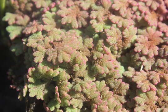 Image of Azolla rubra R. Br.