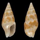 Image of Mitrella aemulata Rolán 2005