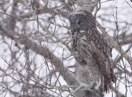 Image of Great Gray Owl