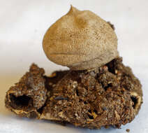 Image of Geastrum campestre Morgan 1887