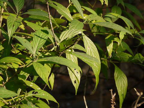 Imagem de Strobilanthes integrifolius (Dalz.) Kuntze