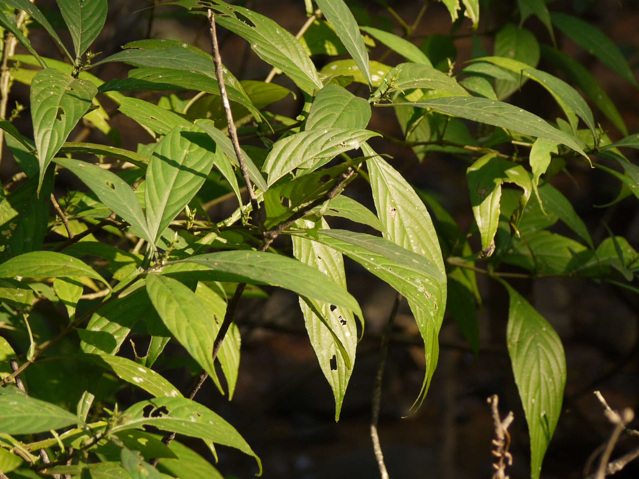 Strobilanthes integrifolius (Dalz.) Kuntze resmi