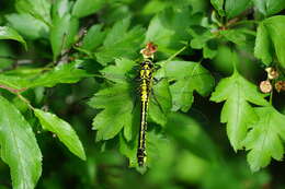 Image of Club-tailed Dragonfly