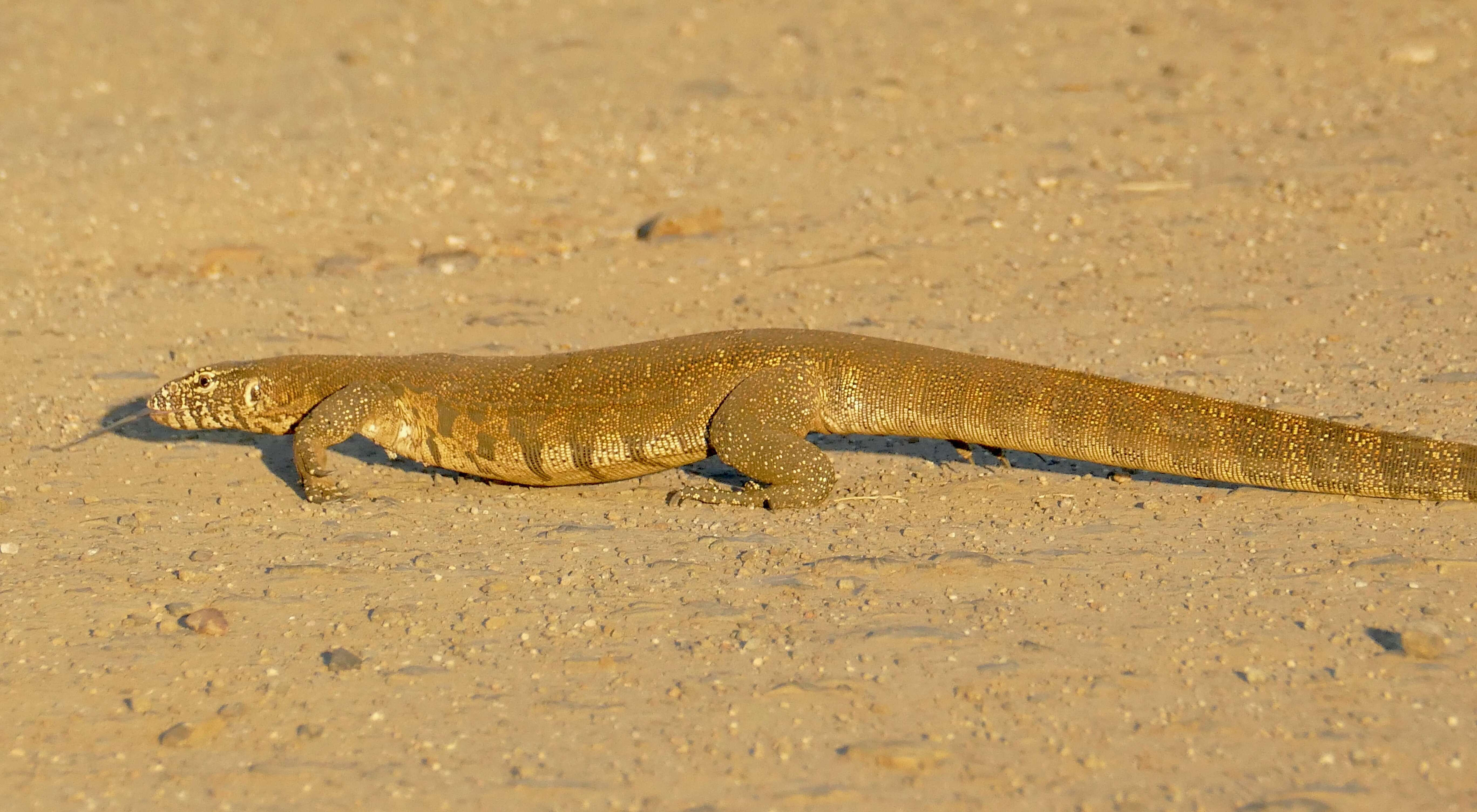 Image of Varanus niloticus