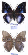 Imagem de Charaxes cithaeron Felder 1859