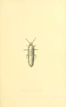 Image de Lepidocyrtus (Lepidocyrtus) lignorum (Fabricius O 1775)