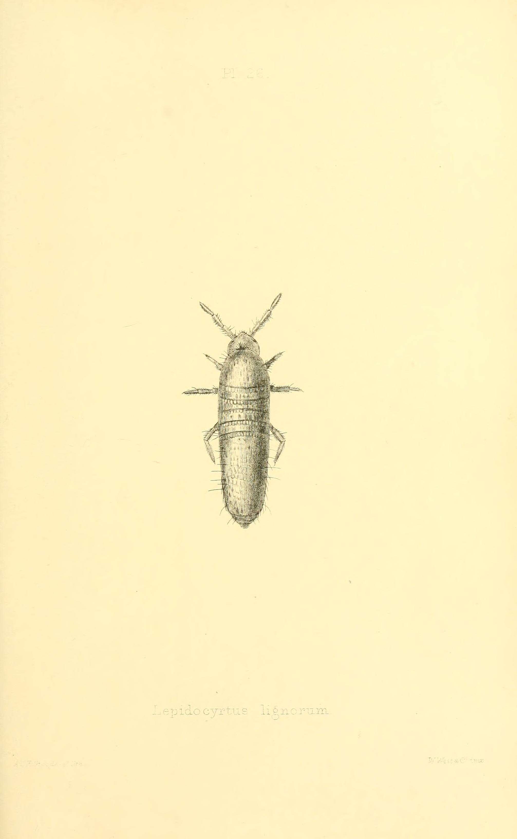 Image of Lepidocyrtus (Lepidocyrtus) lignorum (Fabricius O 1775)