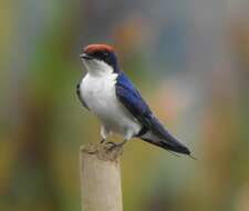 Hirundo smithii Leach 1818 resmi