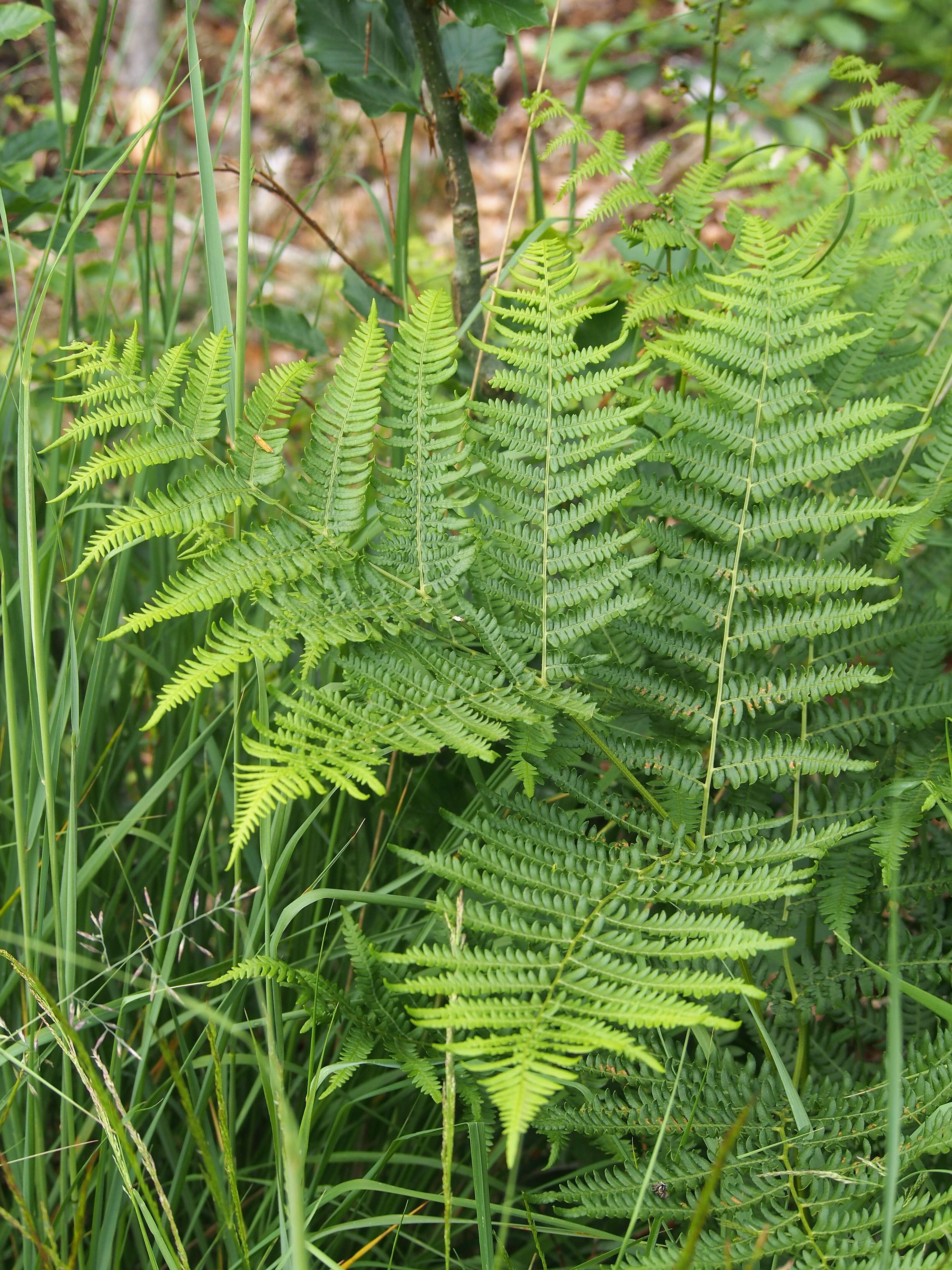 Image of Bracken