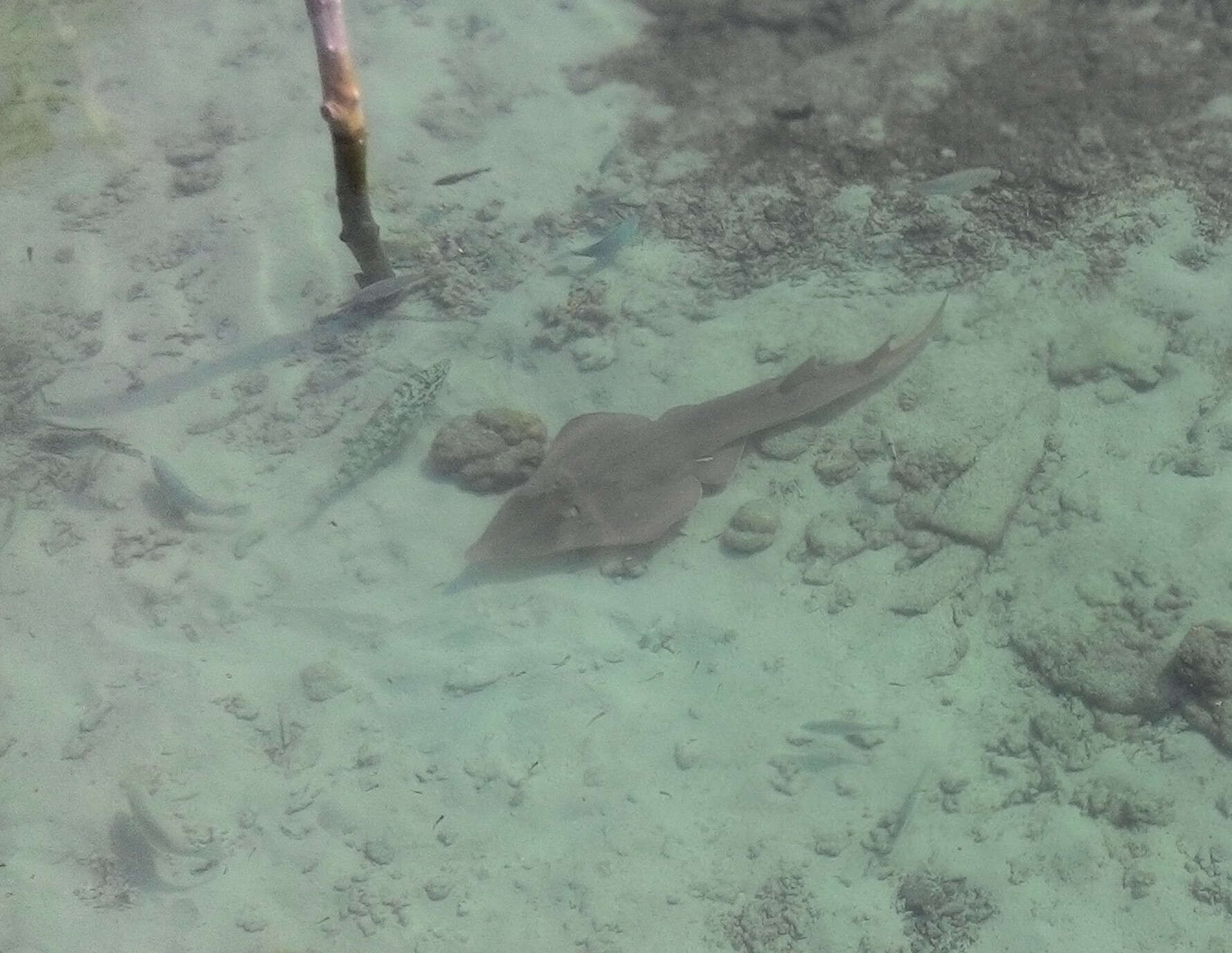 Image of Common Shovelnose Ray