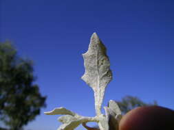 Image de Atriplex lindleyi Moq.