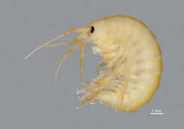 Image of Noel's Amphipod