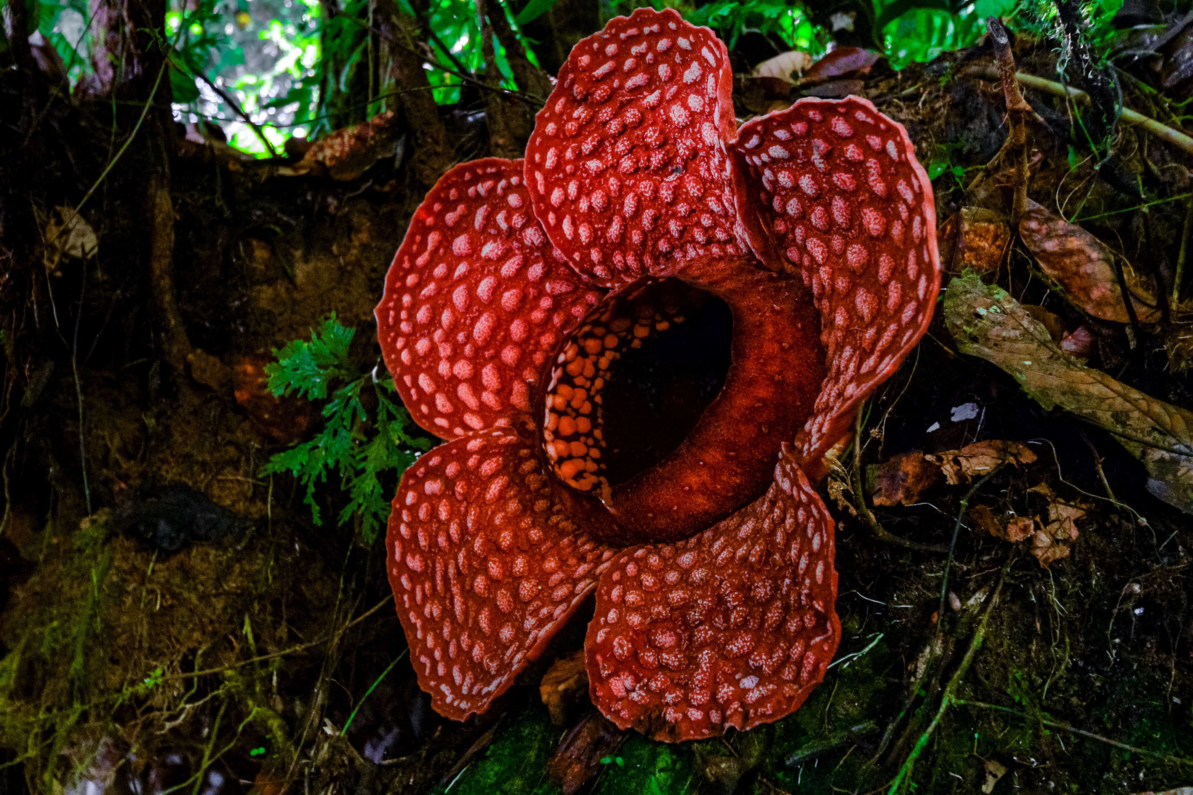 Image of Rafflesia