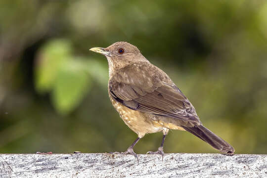 Image of Clay-colored Robin