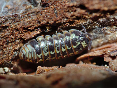 Image of Armadillidium pulchellum (Zenker 1798)