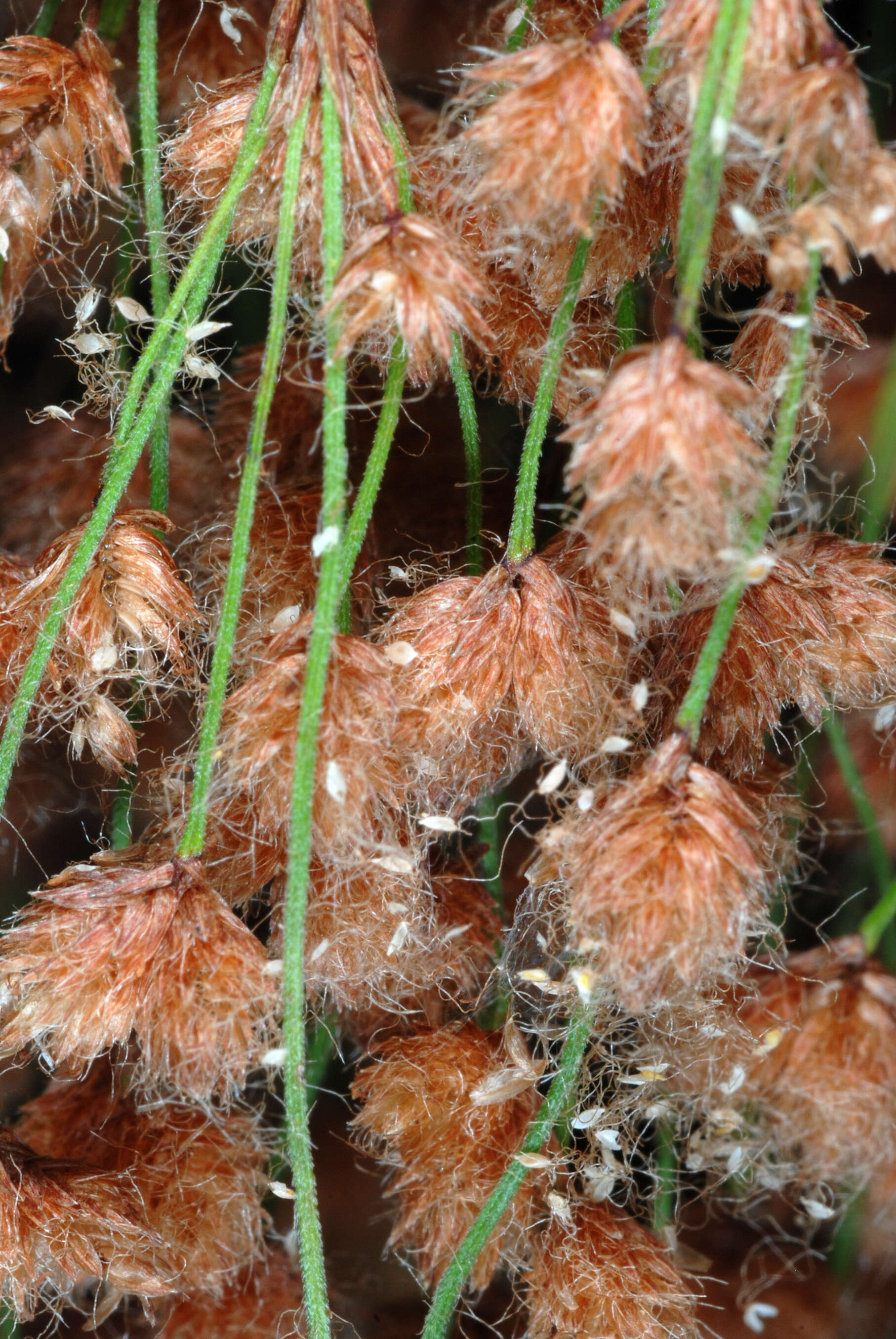 Imagem de Scirpus cyperinus (L.) Kunth