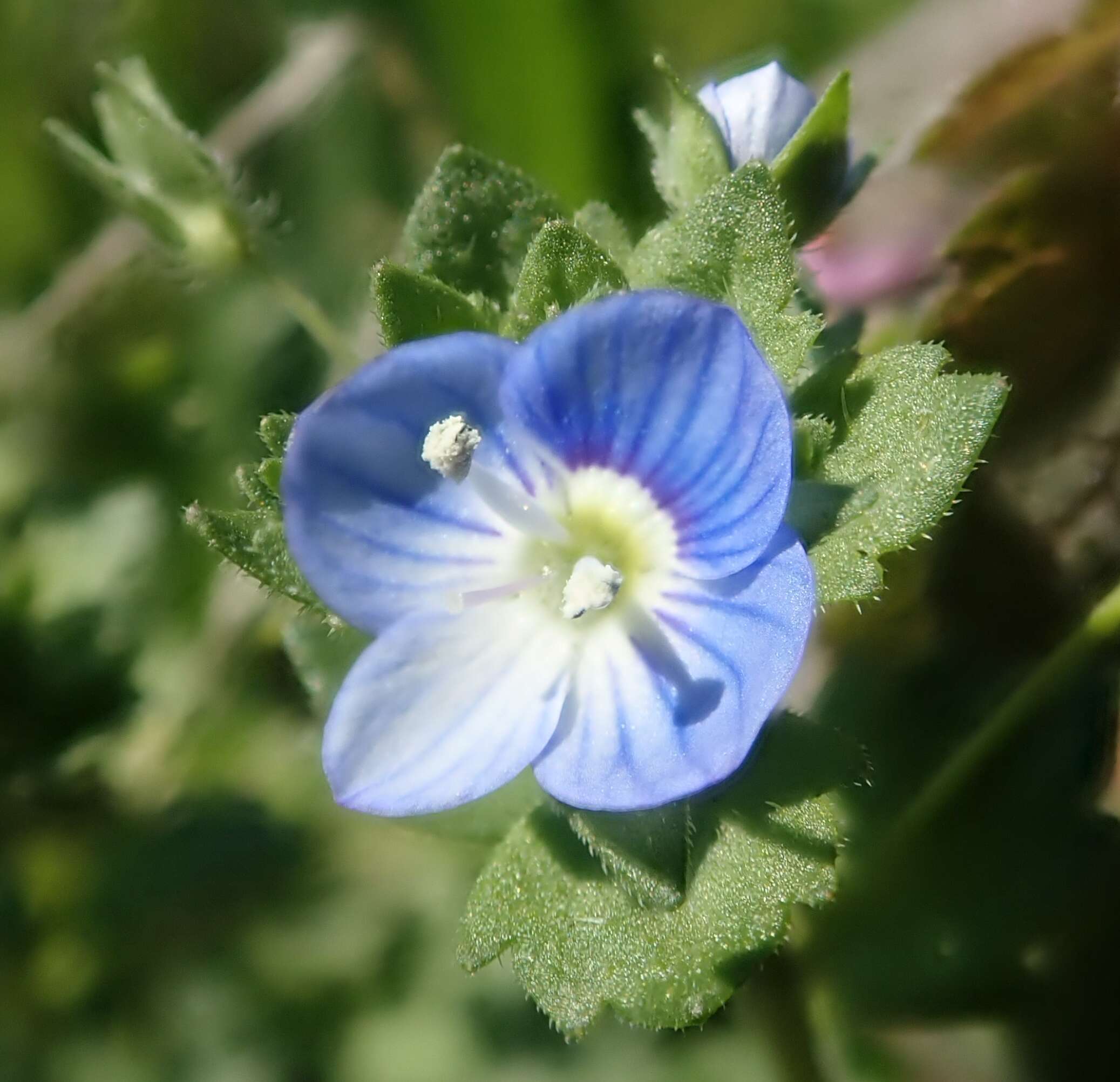 Image of Grey Field-speedwell