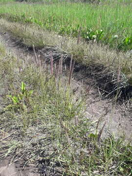 Image of Hordeum brevisubulatum (Trin.) Link