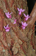 Image of eastern redbud