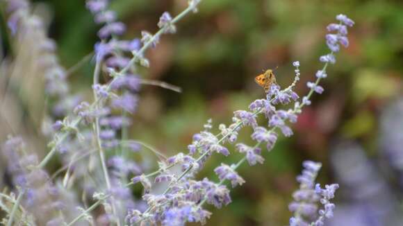 Image of Hylephila phyleus