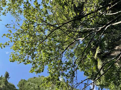 Image of Judas-tree