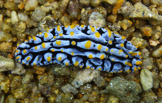 Image of Lumpy black bluegrey orange slug