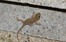 Image of Peking Gecko