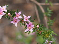 Image of Boronia boliviensis J. B. Williams & J. T. Hunter