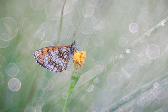 Image of Melitaea athalia