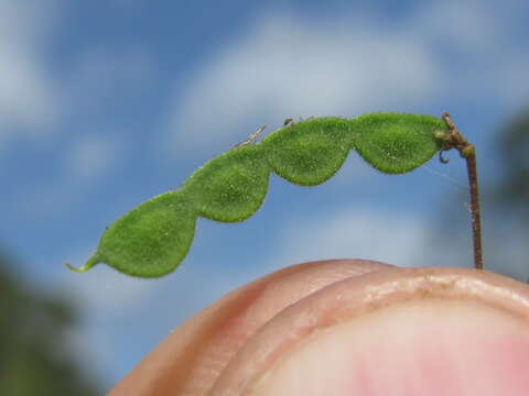 Image of Desmodium varians (Labill.) G. Don