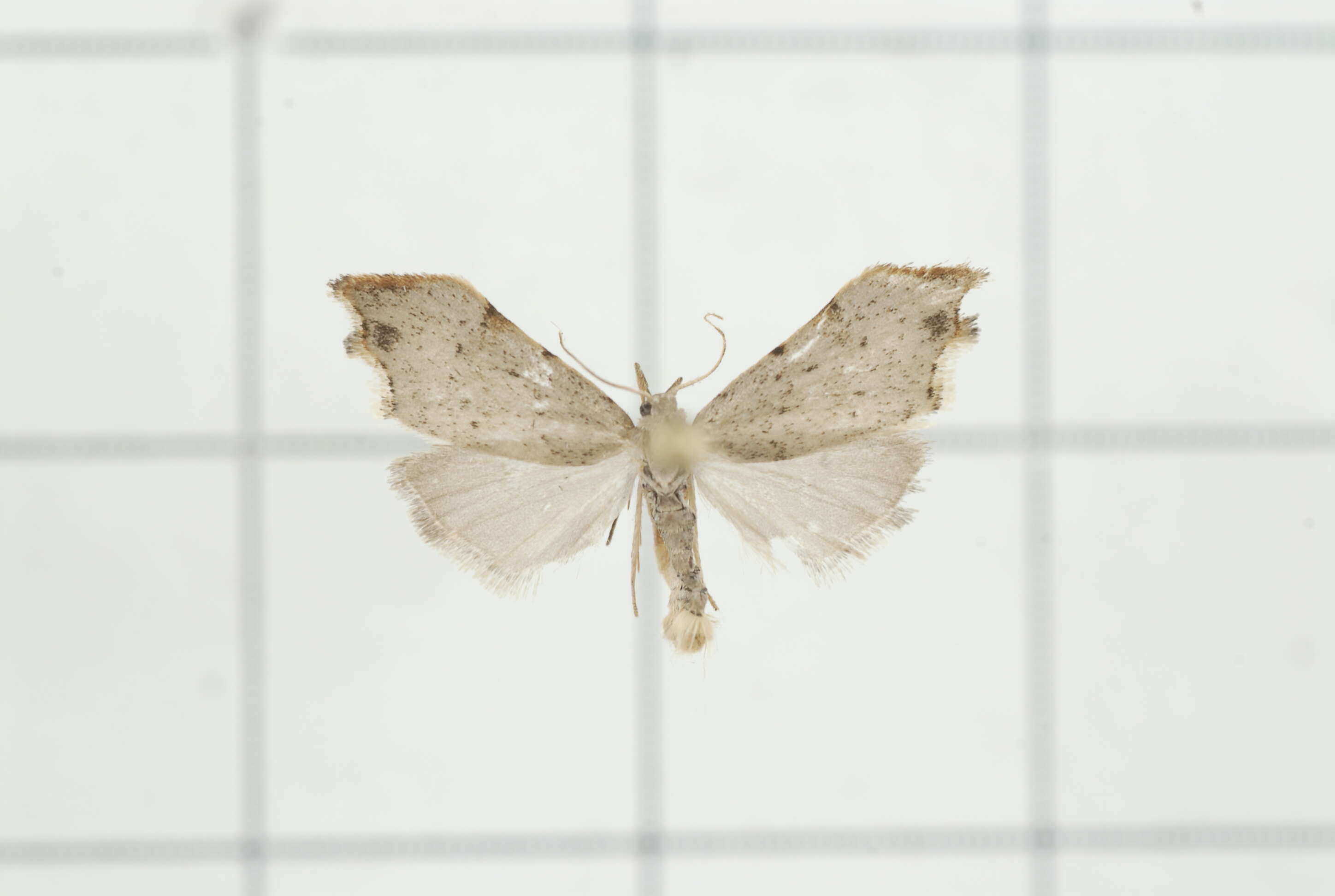 Image of Oxacme cretacea