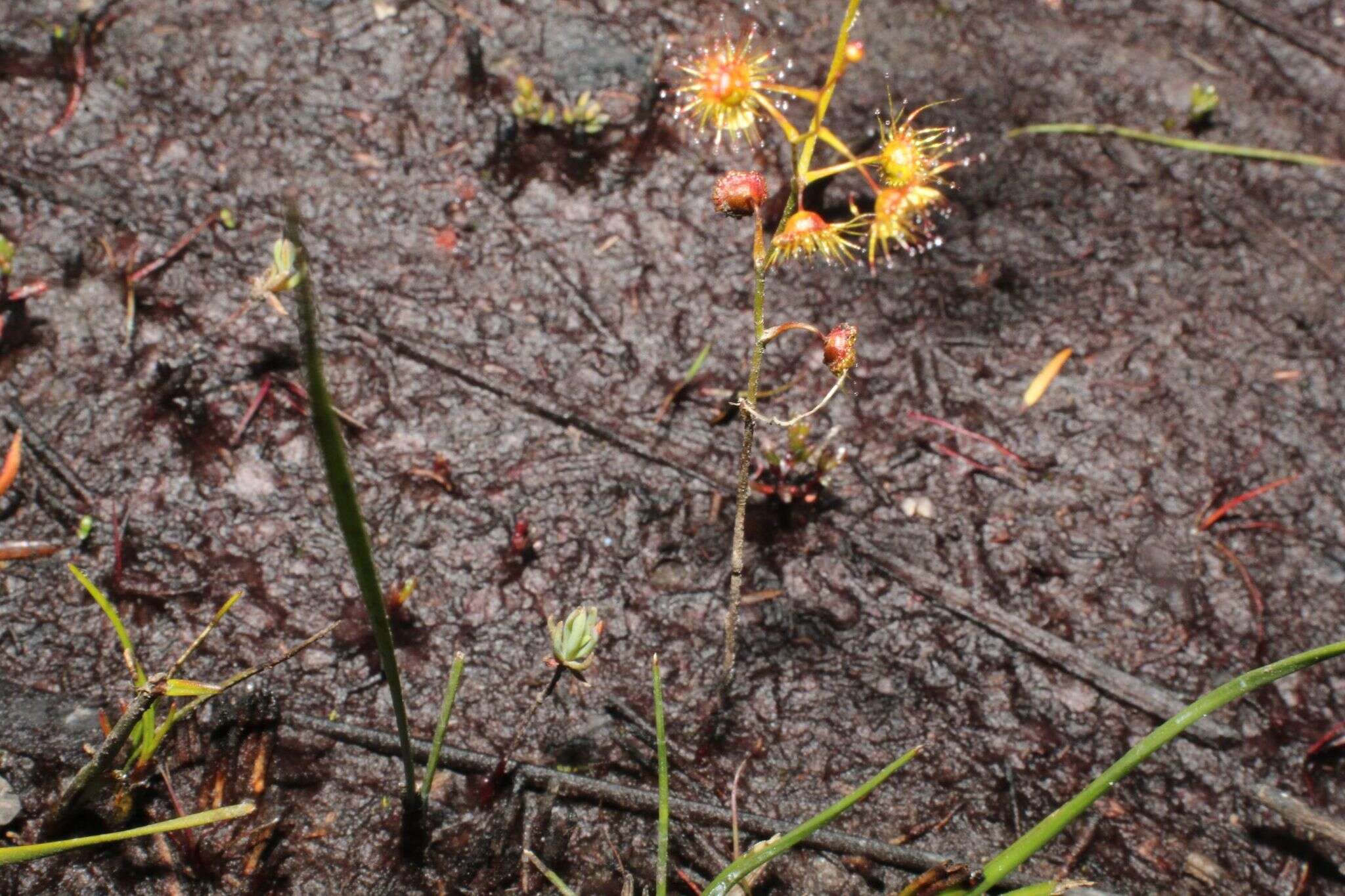 Image of Drosera myriantha Planch.