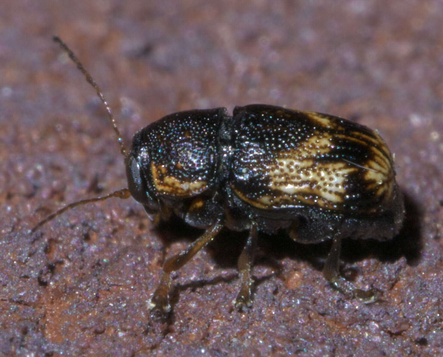 Sivun Pachybrachis subfasciatus (J. E. Le Conte 1824) kuva