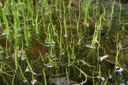 Image of Pillwort