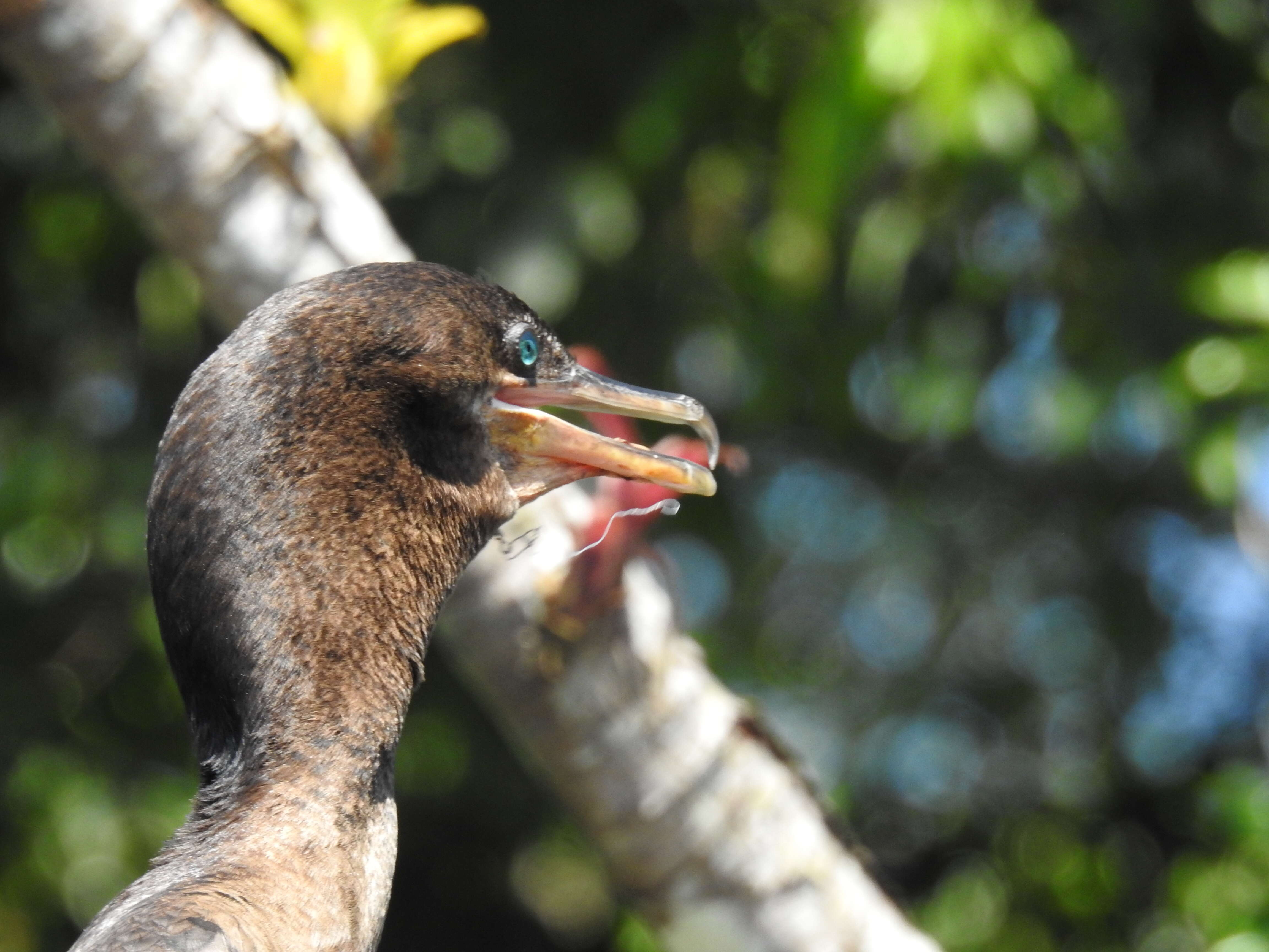 Image of Neotropic Cormorant