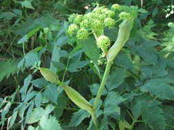 Image of angelica