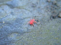 Image of snout mites