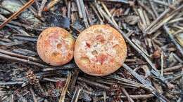 Image of Red Pine Mushroom