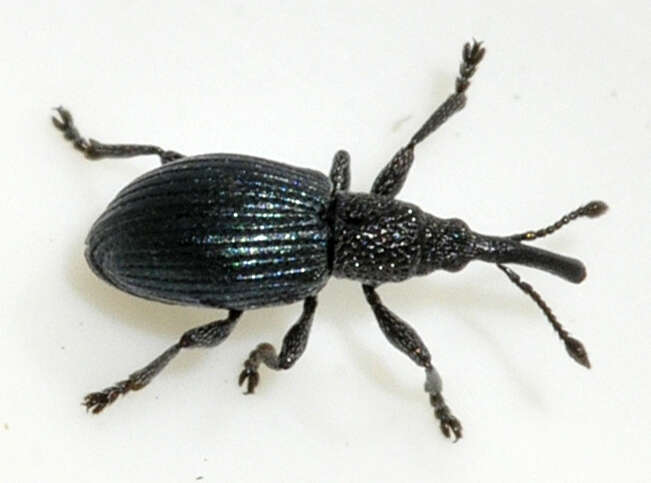 Image of Ceratapion onopordi