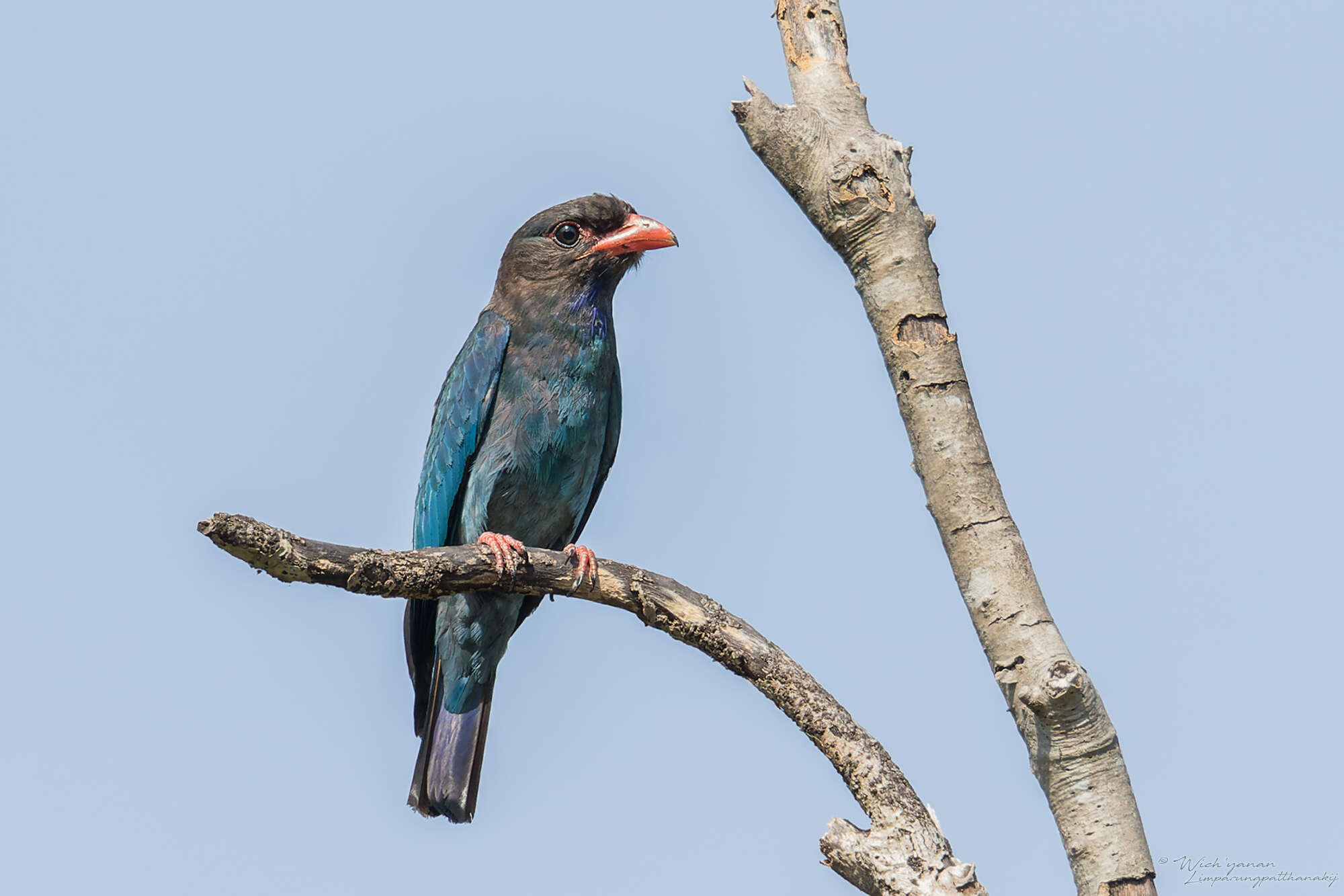 Image of Dollarbird