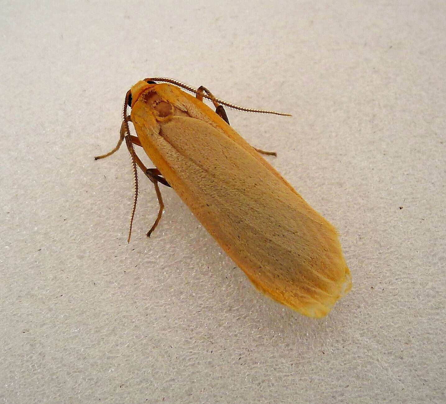 Image of buff footman